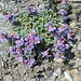 Linaria alpina (L.) Mill. subsp. alpina<br />Plantaginaceae<br /><br />Linaria alpina<br /> Linaire des Alpes <br /> Alpen-Leinkraut<br />