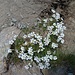 Cerastium uniflorum Clairv.<br />Caryophyllaceae<br /><br />Peverina dei ghiaioni <br /> Céraiste uniflore <br /> Einblütiges Hornkraut