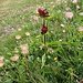 Gentiana purpurea L.<br />Gentianaceae<br /><br />Genziana porporina <br /> Gentiane pourpre <br /> Purpur-Enzian