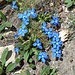 Gentiana brachyphylla Vill.<br />Gentianaceae<br /><br />Genziana a foglie brevi <br /> Gentiane à feuilles courtes <br />Kurzblättriger Enzian