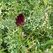 Nigritella rubra (Wettst.) K. Richt.<br />Orchidaceae<br /><br />Nigritella rossa <br />Nigritelle rouge <br /> Rotes Männertreu