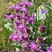 Centaurea uniflora Turra<br />Asteraceae<br /><br />Fiordaliso unifloro<br />