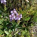 Scutellaria alpina L.<br />Lamiaceae<br /><br />Scutellaria delle Alpi <br />Scutellaire des Alpes <br /> Alpen-Helmkraut