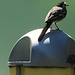 Motacilla alba<br />Motacillidae<br /><br />Ballerina bianca<br />Bergeronnette grise<br />Bachstelze