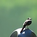 Motacilla alba<br />Motacillidae<br /><br />Ballerina bianca<br />Bergeronnette grise<br />Bachstelze
