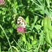 Melanargia galathea<br />Nymphalidae<br /><br />Galatea<br />Demi-deuil<br />Schachbrett (Schmetterling)