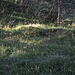Radure piene di Arnica.