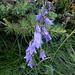 Campanula barbata L.<br />Campanulaceae<br /><br />Campanula barbata <br />Campanule barbue <br /> Bärtige Glockenblume