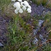 Laserpitium halleri Crantz<br />Apiaceae<br /><br />Laserpizio di Haller <br /> Laser de Haller <br />Hallers Laserkraut