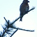 Loxia curvirostra<br />Fringillidae<br /><br />Crociere comune<br />Bec-croisé des sapins<br />Fichtenkreuzschnabel