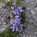 Campanula cochleariifolia Lam.<br />Campanulaceae<br /><br />Campanula dei ghiaioni <br /> Campanule naine <br />Niedliche Glockenblume, Kleine Glockenblume, Löffelkrautblättrige Glockenblume