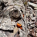 poppig orangener Pilz