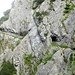 Dabaklamm