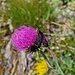 Blume mit Falter