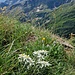 Edelweiß in prime position