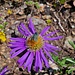 Blume mit Fliege - und einer ungewöhnlichen Farbe erst einmal