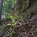 Sandsteingebilde im Wald