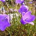 Glockenblume
