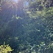 Immer der/dem Sonne(joch) entgegen.
