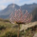 Fruchtstand mit Federschweiffliegern der Berg-Nelkenwurz (Geum montanum)