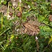 Frosch im Gras.