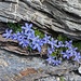 Mont Cenis-Glockenblume (Campanula cenisia).