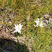 .. Edelweiss
