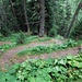 Steil geht es in Serpentinen in Richtung Greiwiesen