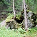 Aufstieg durch den Wald zu den Greiwiesen