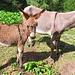 Asini in Val Merdarola.