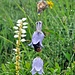 auch Insekten haben Unterstände