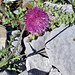 ...und Kratzdistel