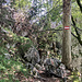 Bald ist damit ein markierter Pfad in einer Einsattelung erreicht (Wanderweg 245), auf ihm links runter in den Osthang des Bergs, aber gar nicht weit, dann rechts weg auf den Zustiegspfad zum ...