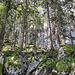 ... um zum Einstieg des Mein-Land-Dein-Land-Klettersteigs zu gelangen. Nochmal kurz steil durch den Bergwald und wir stehen wir am Fuße der Thörlwand.