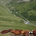 Schon wieder fast in der Talsenke von Entre Deux Eaux. Die Kühe der Vanoise lassen sich die Sonne auf den Pelz scheinen. In der Wendeschleife unten die Navette - wir werden die nächste nehmen.