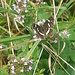 Landkärtchen