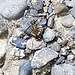 Cicindela hybrida, ihn habe ich auch schon am Speckbachtobel bei Steckborn entdeckt