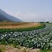 bei Ranggen