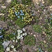 Blumen auf dem Weg zum Wissgrätli