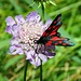 ein schöner Schmetterling vergnügt sich an einer Blume