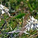 nach der Querung hatte es rechts in sehr ausgesetztem Gelände Edelweiss zu bestaunen, ich kam bis an die 50 cm an sie heran.