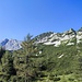 Kurz nach der Laglalm können wir bereits im Hintergrund den Scheiblingstein erkennen. Nür müssen wir vorher noch diesen  Latschengürtel über den Sepp Wallner Steig durchschreiten. Für uns ein nerviger Abschnitt, weil wenig Höhengewinn, ständiges Auf und Ab, viele Richtungswechsel und die Schwüle des Tages machte sich bemerkbar.. Hier mussten wir einiges an Energie verschwenden, 