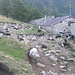 Alpe Agrogno con capre e becchi tranquillamente distesi all'ombra