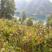 Die Blaubeeren sind reif