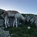 Lamas bei der Sustenhütte? Sehe ich zum ersten Mal. Sind süss, die Dinger. 