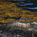 Oystercatcher