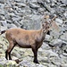 Ein junger neugieriger Steinbock direkt am Wegesrand.