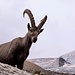 Gregi, der Hüttensteinbock