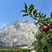 ... und durch die endlosen Obstplantagen bis ins 
