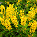 Bodø Blumen
